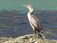 Cap Corse, Marine di Giottani (Kormoran 1).JPG